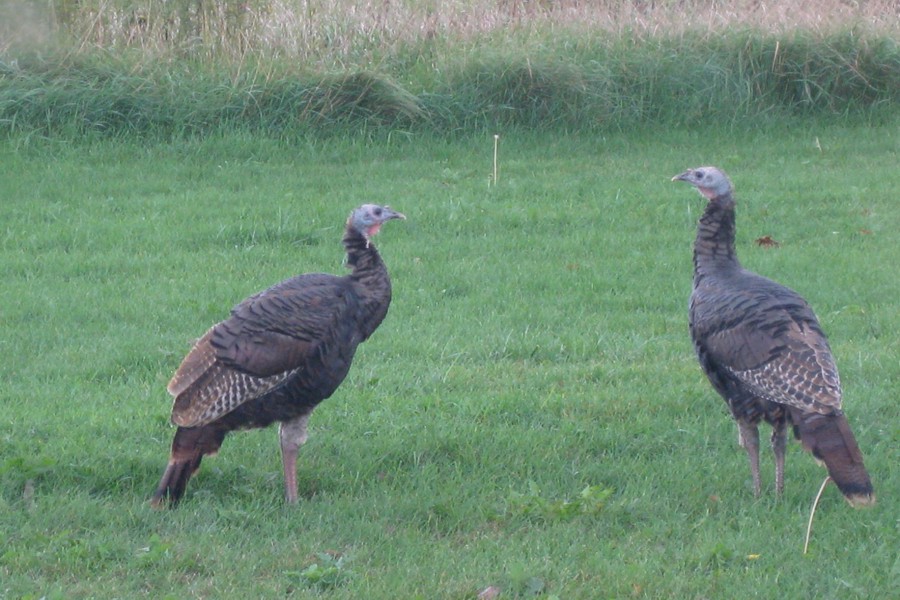 ../image/turkeys in oct in front yard 6.jpg